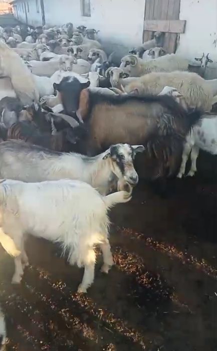 Iezi din primavară