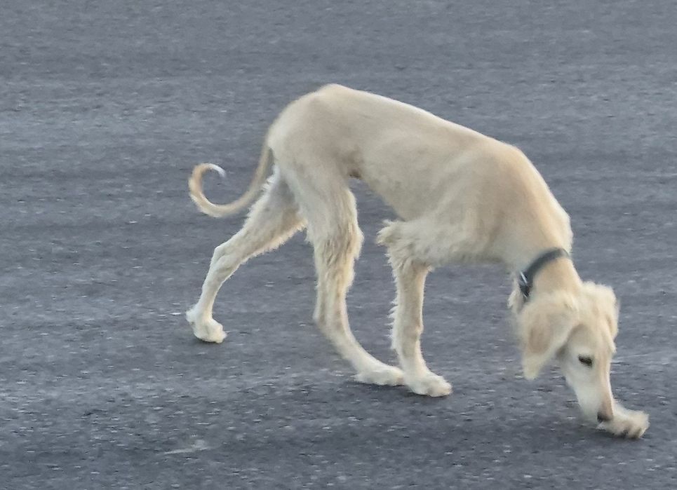 Тазы күшік еркек