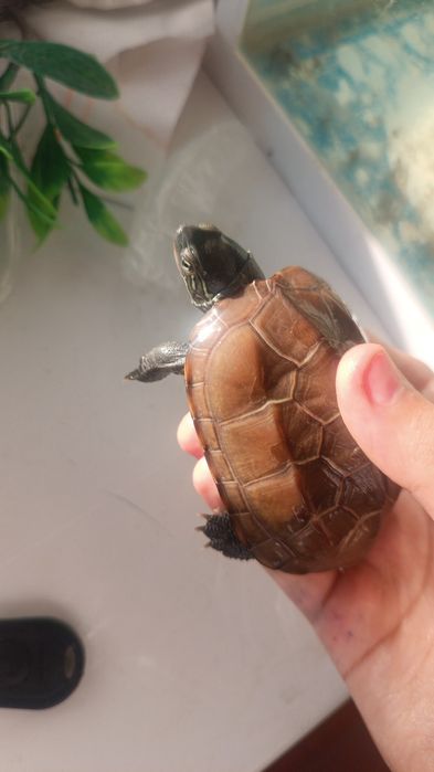 Срочно продам ,в связи с переездом