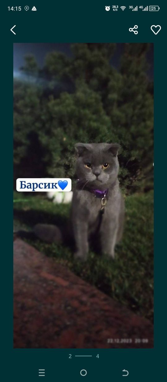 Вязка гигант британский парода