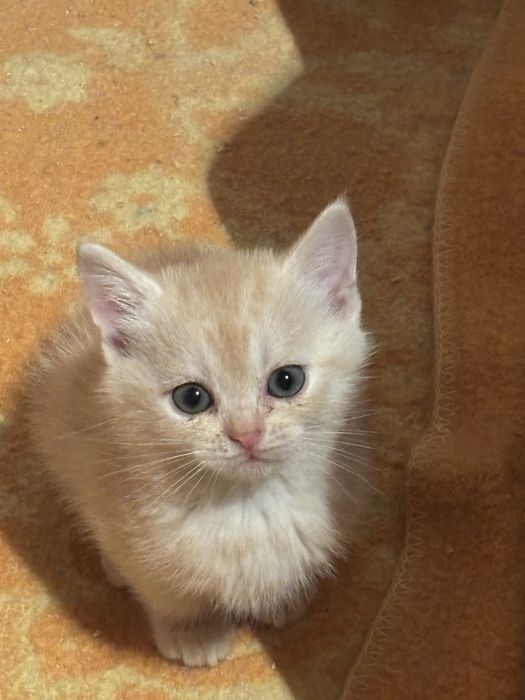 Отдам котят в добрые руки