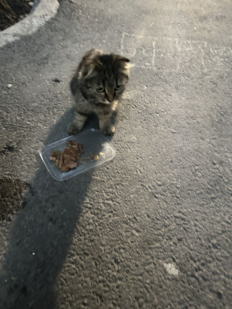 Котенок живет во дворе.