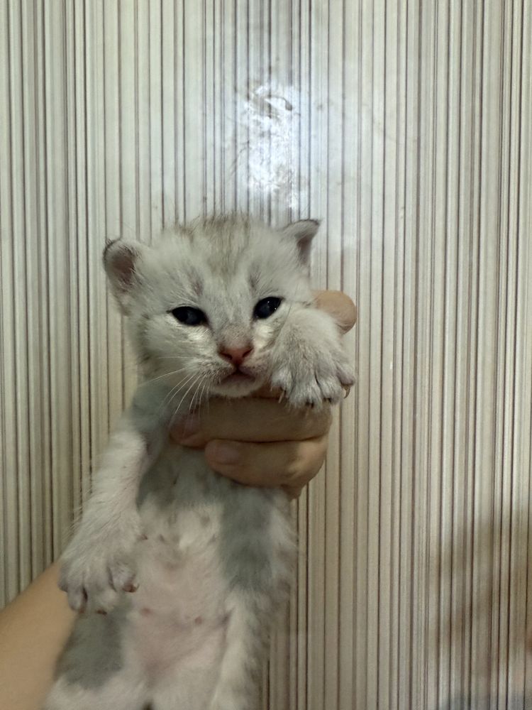 маргаулар, котенок