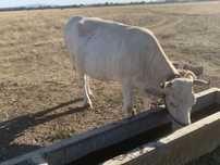 Vând vaca de abator 500 kg