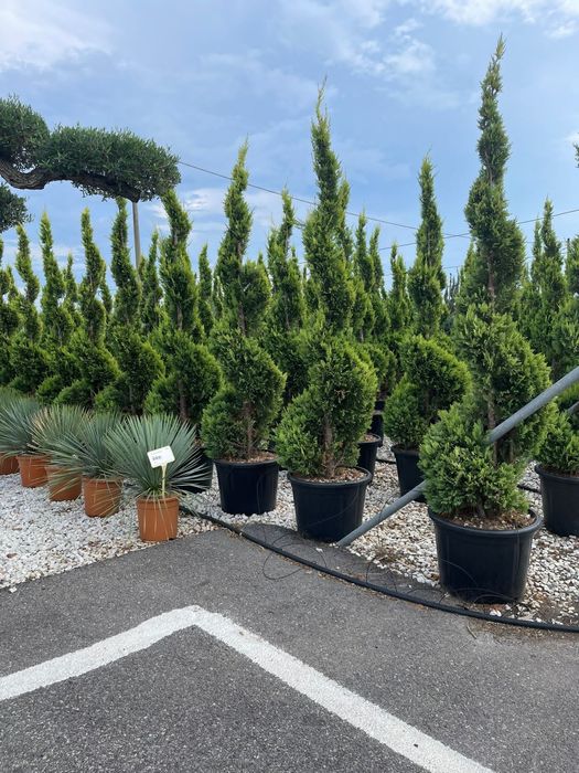 Vindem spirală de calitate extra