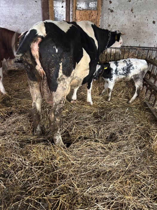 Vaca baltata pe negru