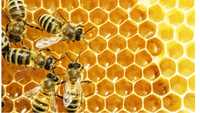 Familie albine cu sau fara lada la 38 lei rama