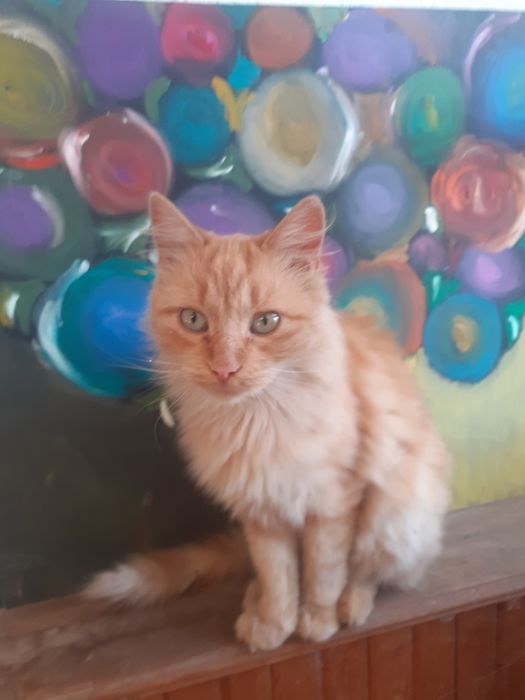 Рижава женска котка