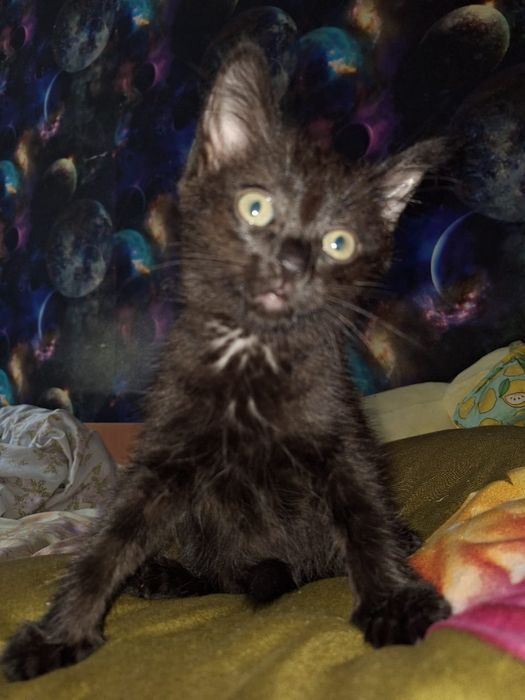 Отдам котят даром