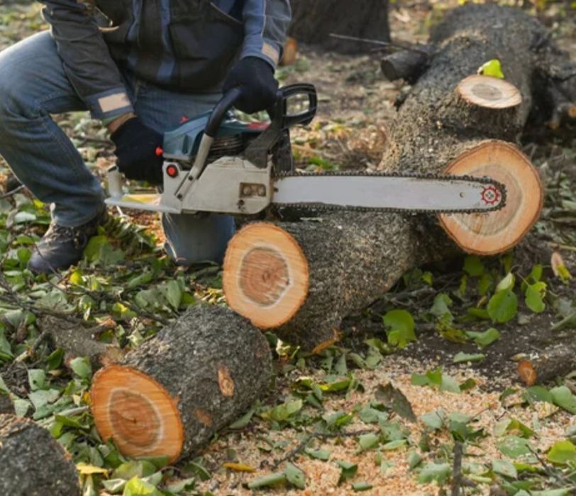 Спилка деревьев.