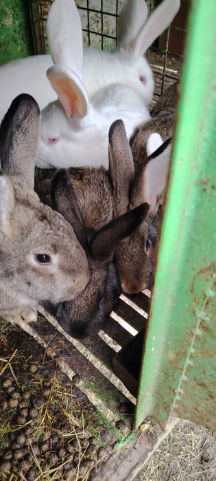 Зайци домашни зайци