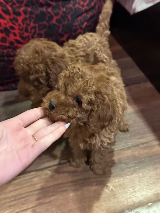 Пудел той пудели