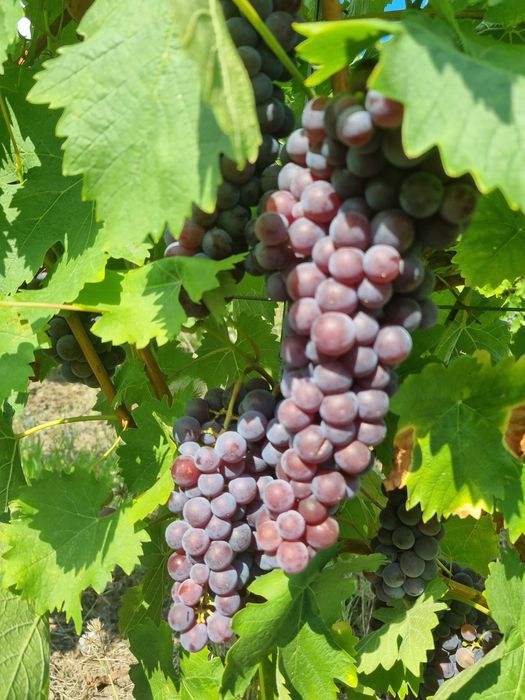 Struguri de vanzare, plantatie proprie