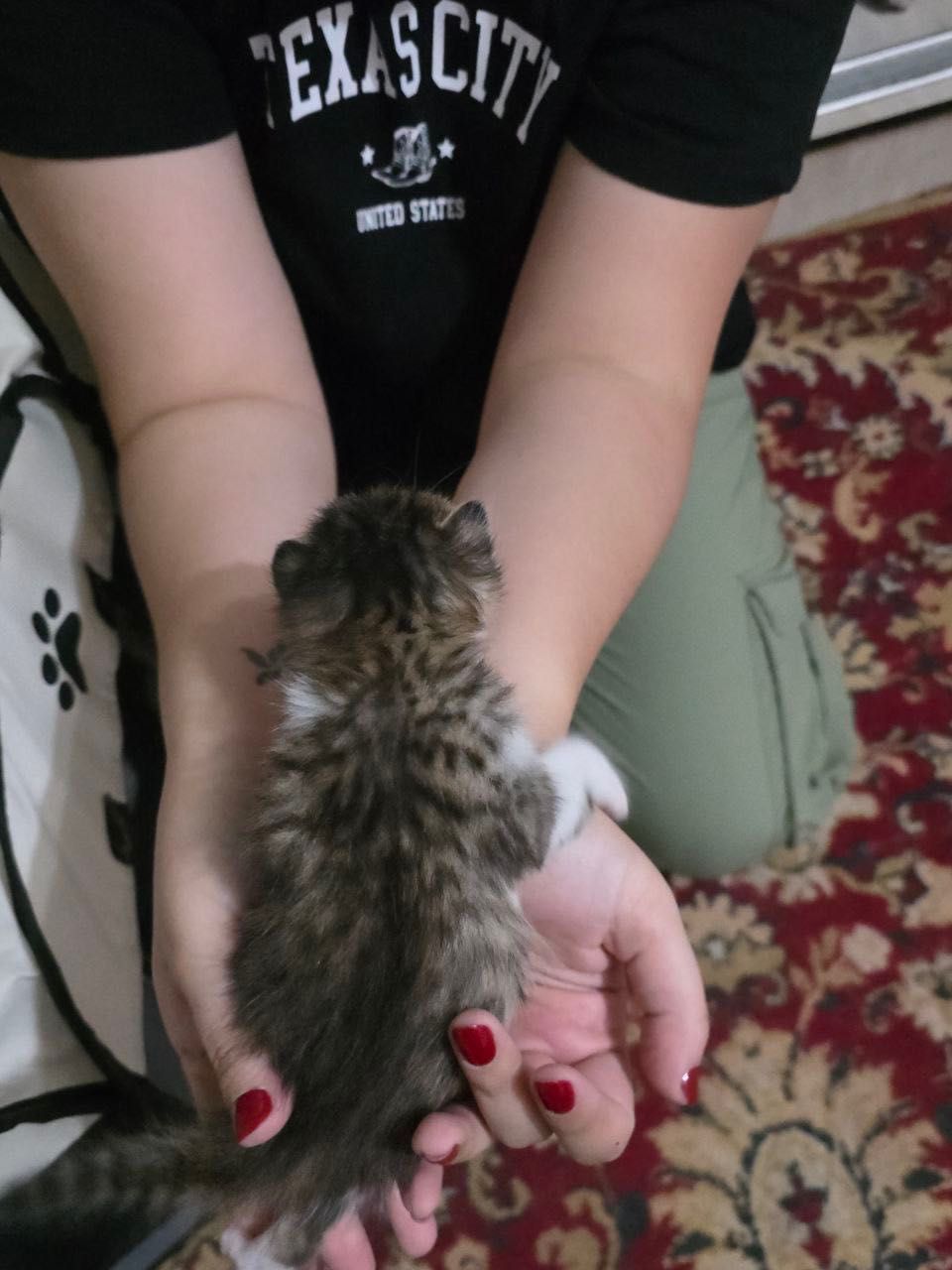 Отдам котенка-ласковую девочку