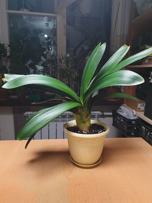 Кливия. Цветущее, комнатное растение