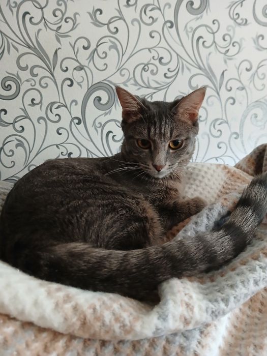 Мушук хадияга берилади