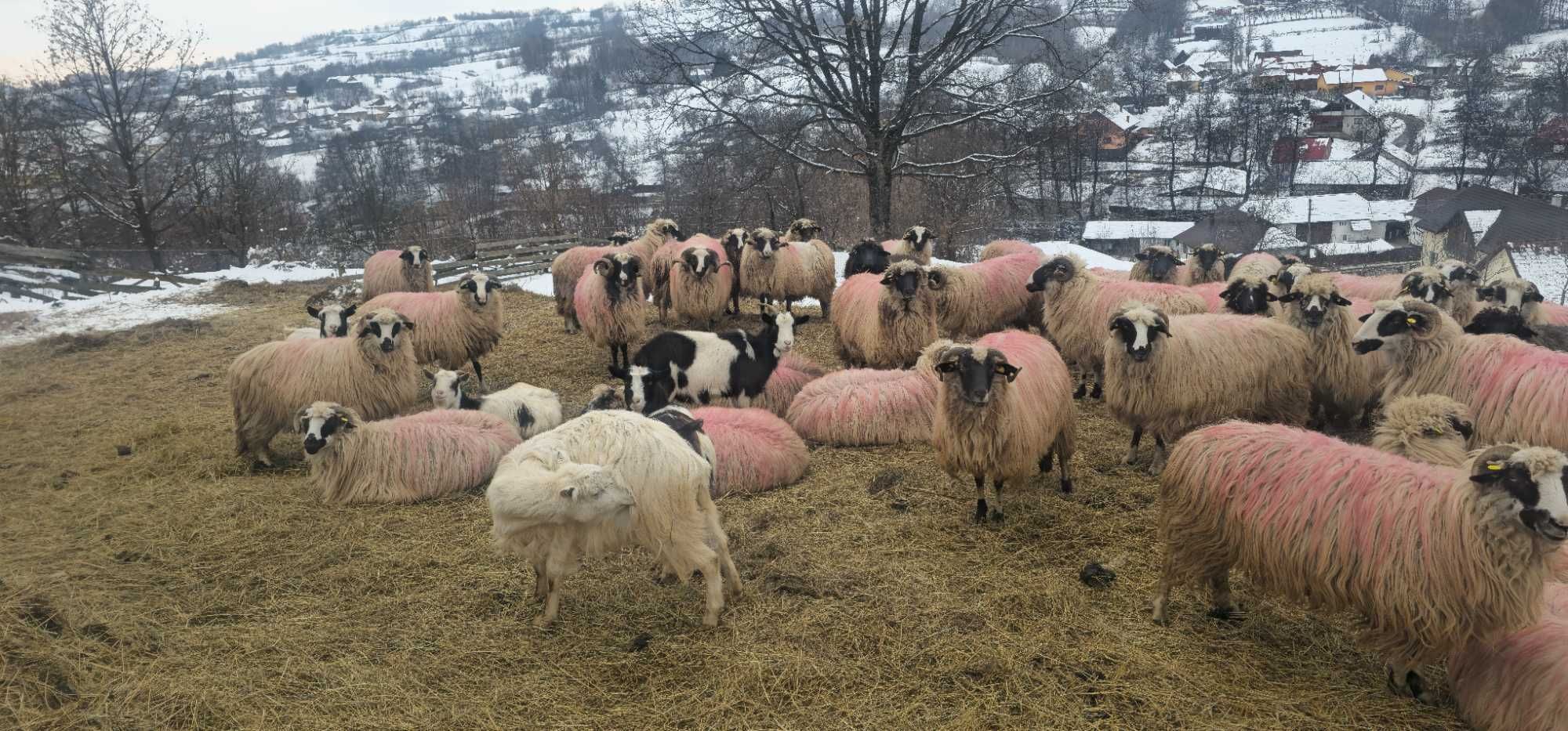 Oi și capre de vânzare