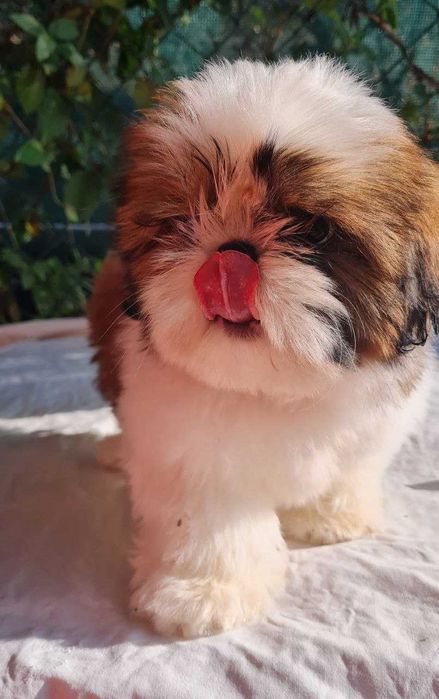 Mascul  Shih Tzu