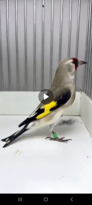 Sava norchila bor yengi qushla