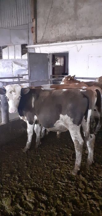 Vând tăurași grași