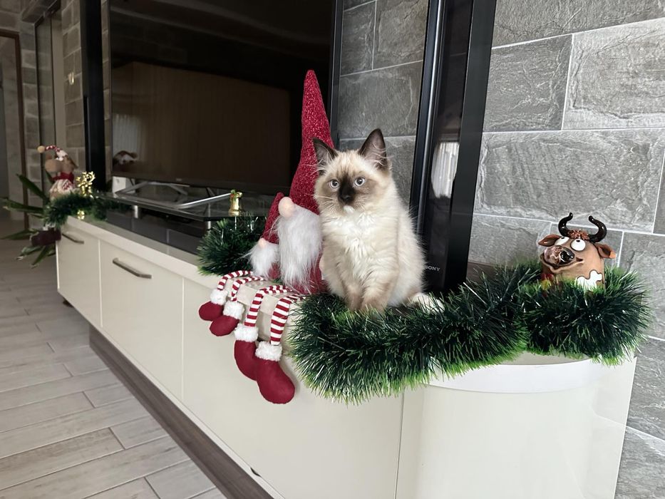 Регдол / Ragdoll /