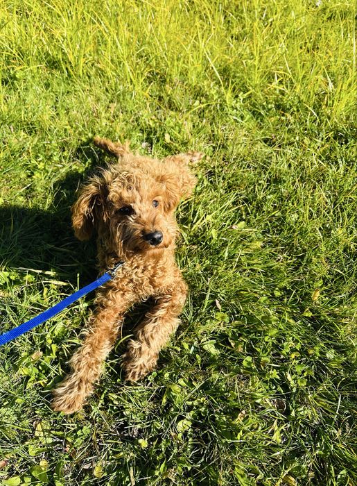 Пудел Той……………………………