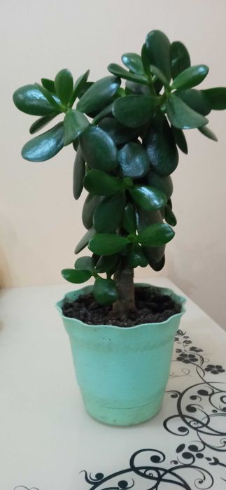 Толстянка (денежное дерево)