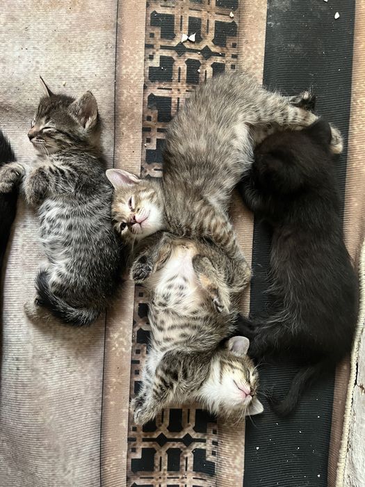 Отдам даром котят