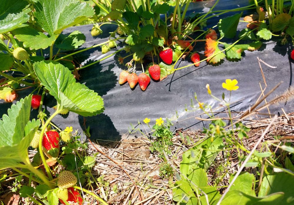 Stoloni capsuni Amandina