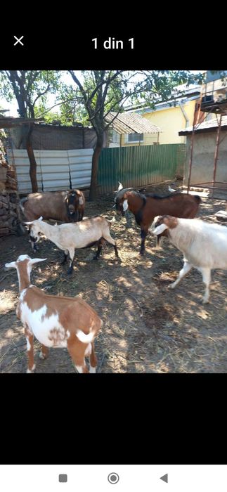 Țapi de rasă Cristești