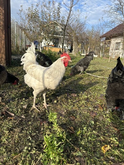 Cocosi Australorp, La Bresse, Araucana