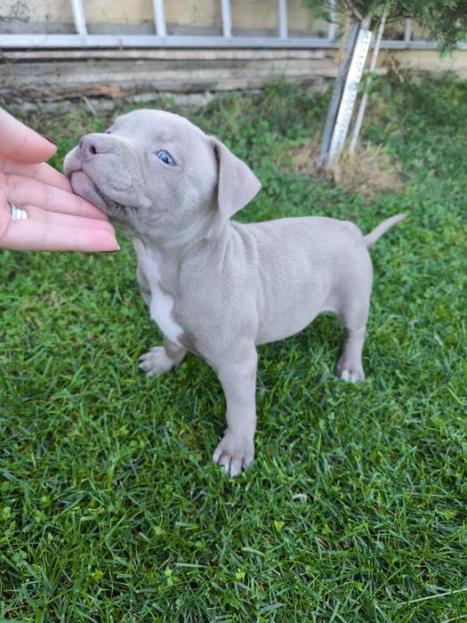 Fetiță american bully ABKC