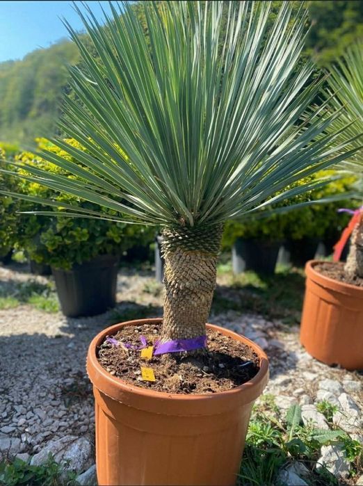 Vând plante ornamentale la oferta