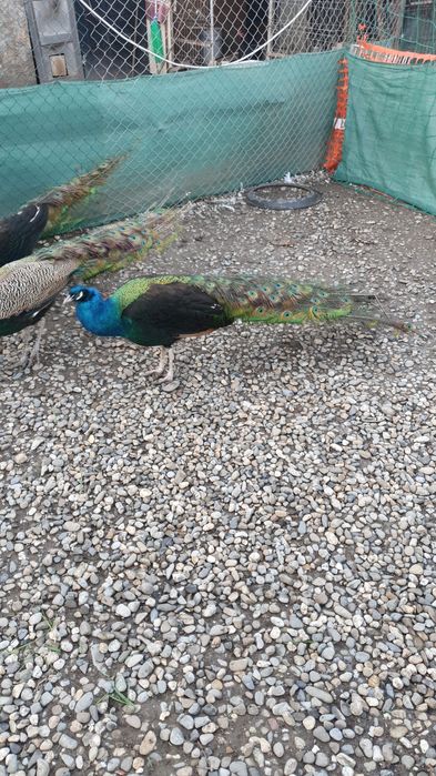 Pauni Uneri Negri; Pauni Standard; Pauni Arlechin