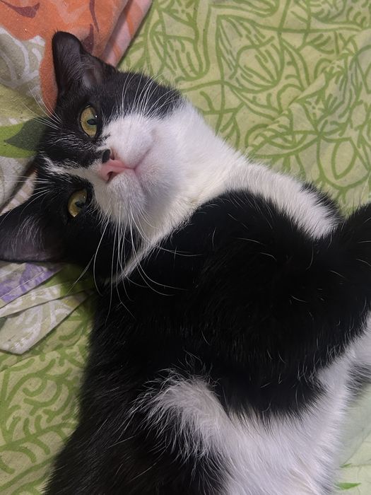 Тактильный котик