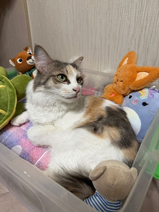 Кошка 1,5 года, стерилизованная, ласковая