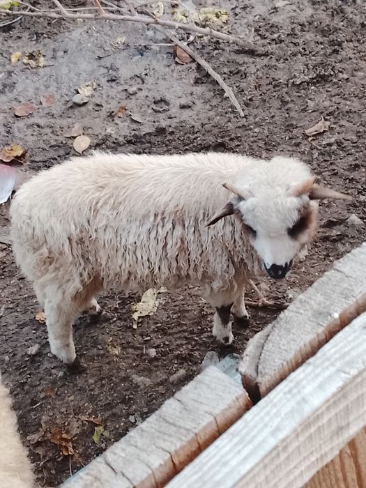 Se vinde miei sau schimb