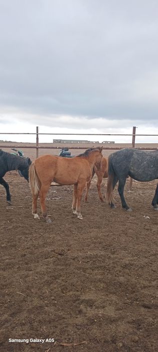 Еркек жабағы сатылады