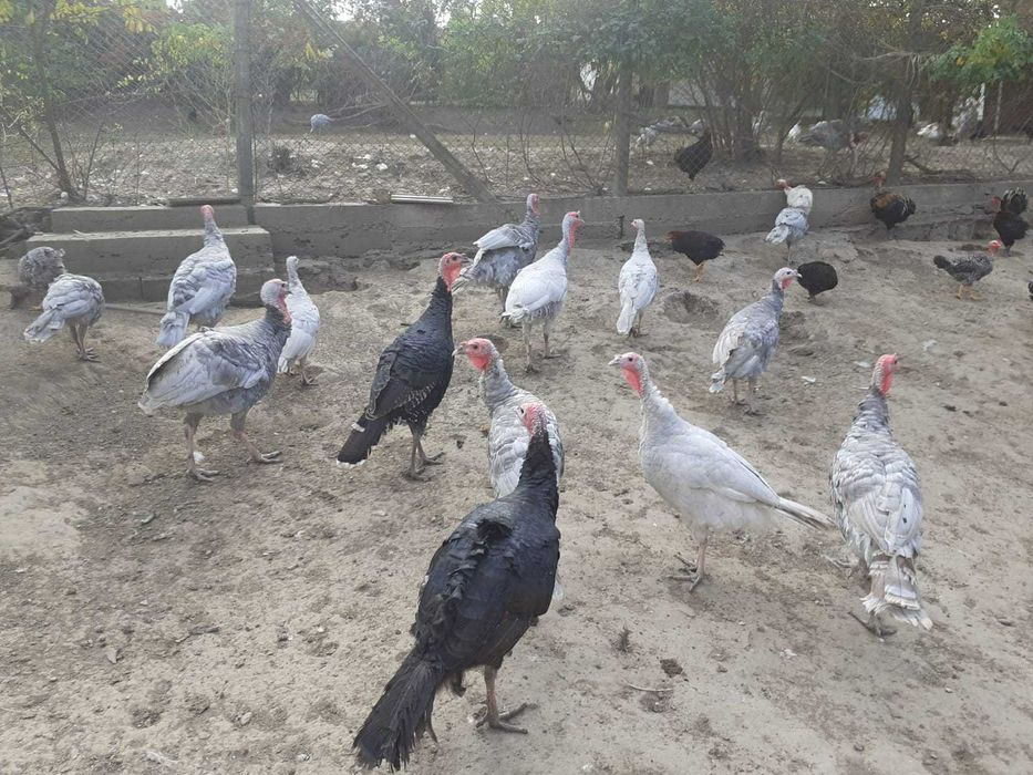 curcani/curca albastre/negre