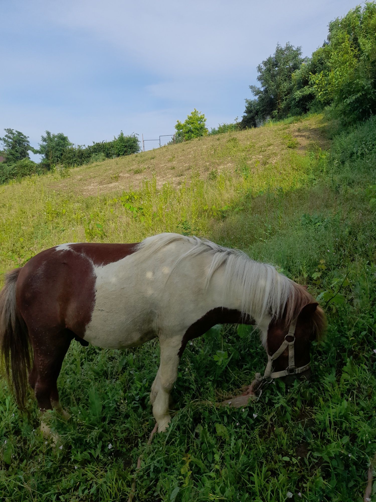 Vand ponei armasar frumos dar cam obraznic