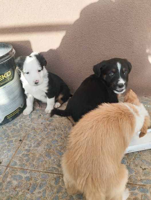 Подарявам най-сладките кученца