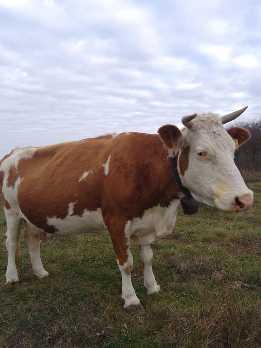 Vând vaca bălțata