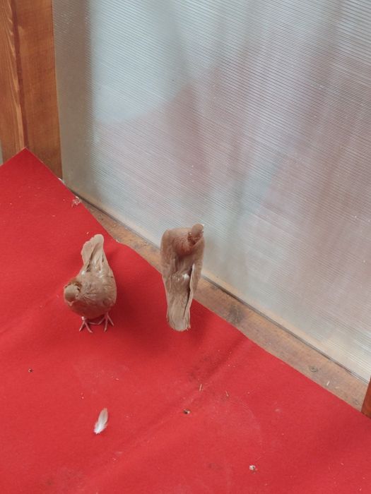 Porumbei  jucatori  și kingi