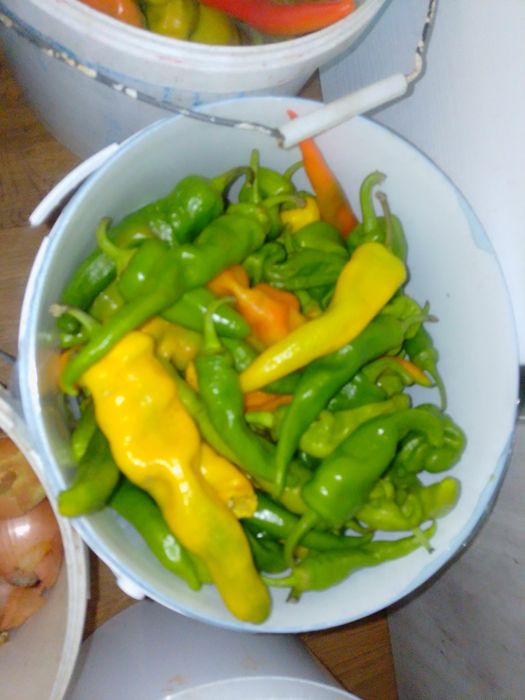 Продам перец горький