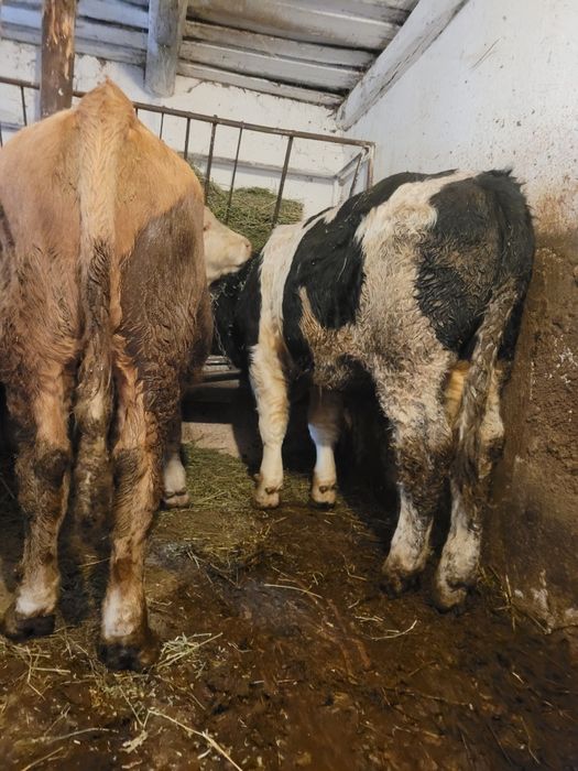 Vând 2 tauras. (Tauri)