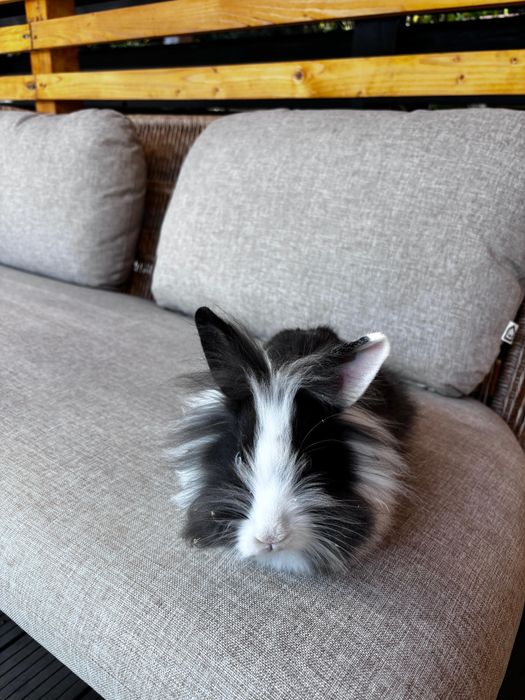 iepuri pitici,au 3 luni, sunt sanatosi