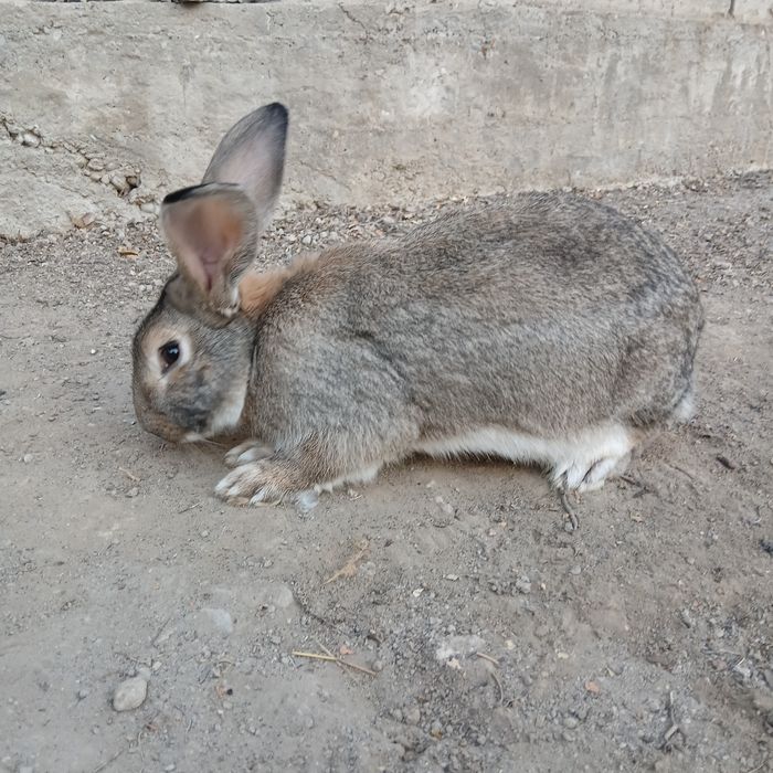 Quyon sotiladi, Jinsi: Sames, Fargʻona Yormazorda