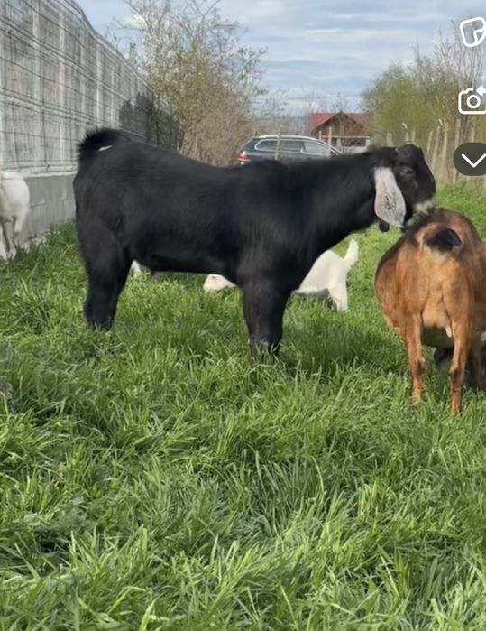 Țap Anglonubian, cu pedigree sau schimb cu cereale