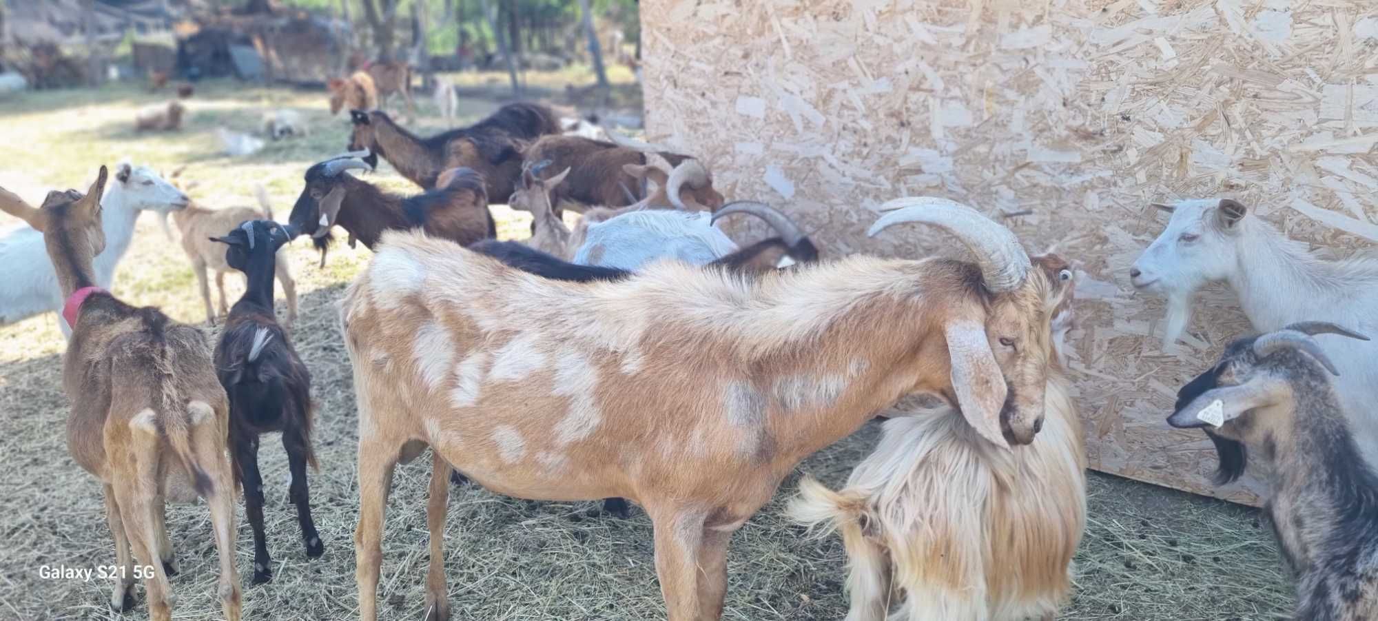 Se dau doi tapi foarte buni de monta