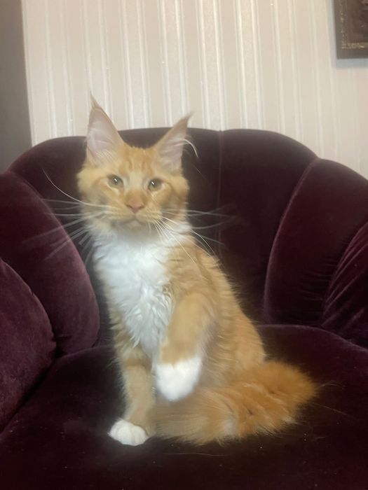 Maine Coon cu părinții campion